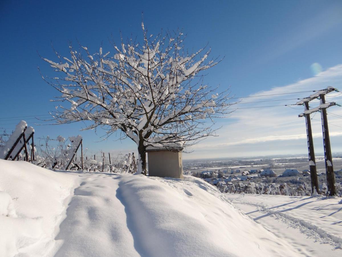 Apartament Au Coeur Des Vignes Bergheim Zewnętrze zdjęcie