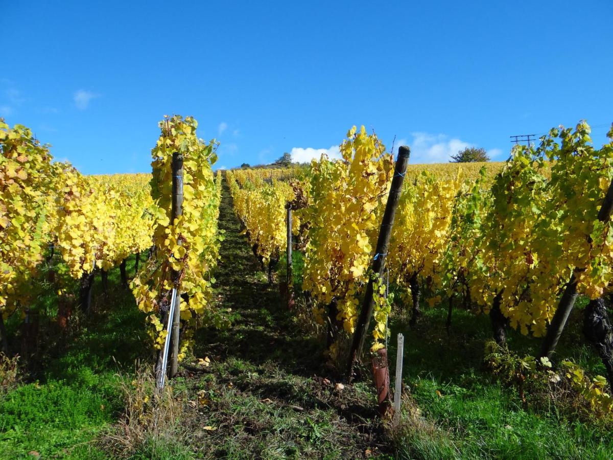 Apartament Au Coeur Des Vignes Bergheim Zewnętrze zdjęcie
