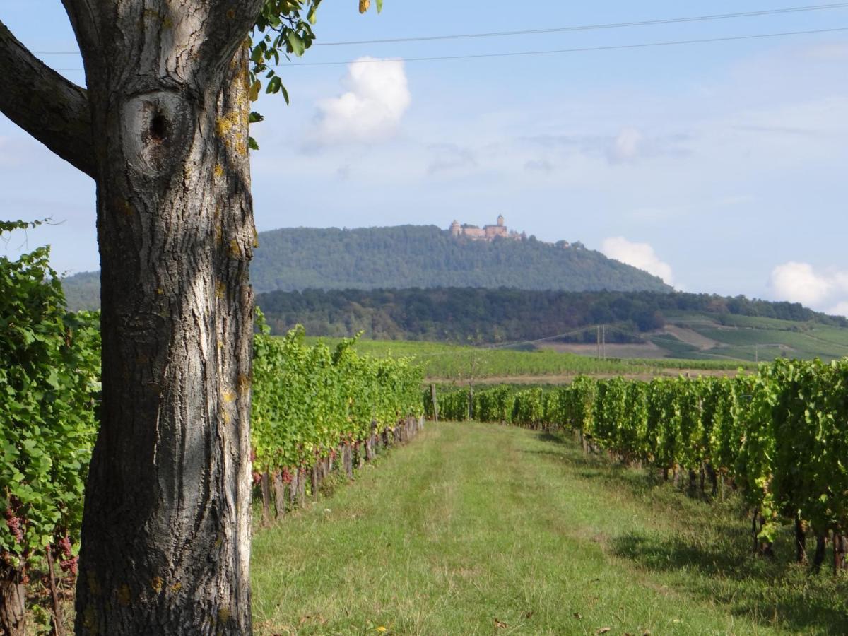 Apartament Au Coeur Des Vignes Bergheim Zewnętrze zdjęcie