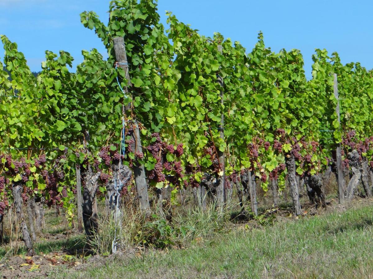 Apartament Au Coeur Des Vignes Bergheim Zewnętrze zdjęcie