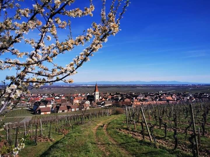 Apartament Au Coeur Des Vignes Bergheim Zewnętrze zdjęcie
